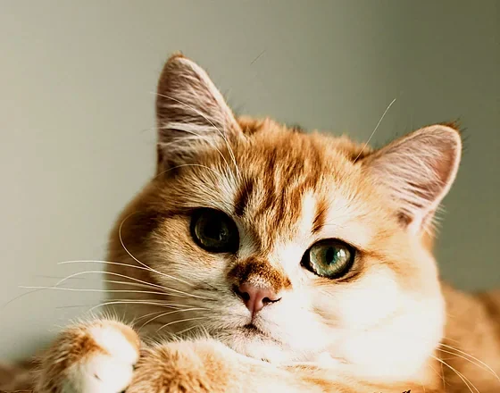 Mango, a ginger and white cat, resting calmly