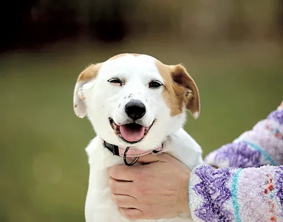 Pepper, a white and tan terrier, grinning in his owner's arms