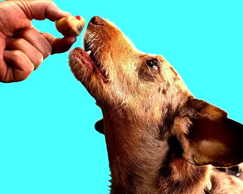Brown dog gently taking a treat from a hand against a bright turquoise backdrop