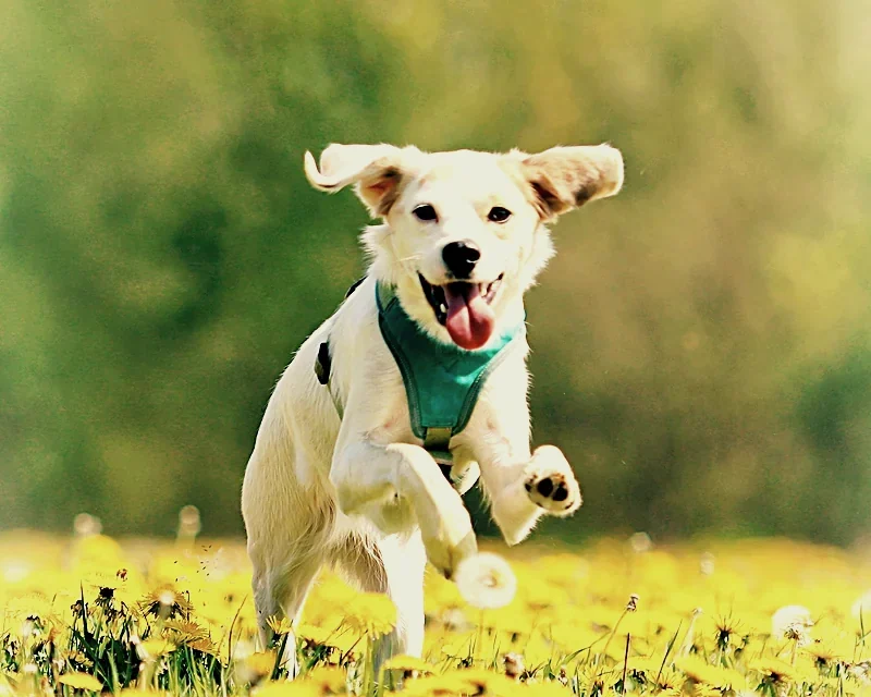White dog bounding happily through a field of yellow flowers