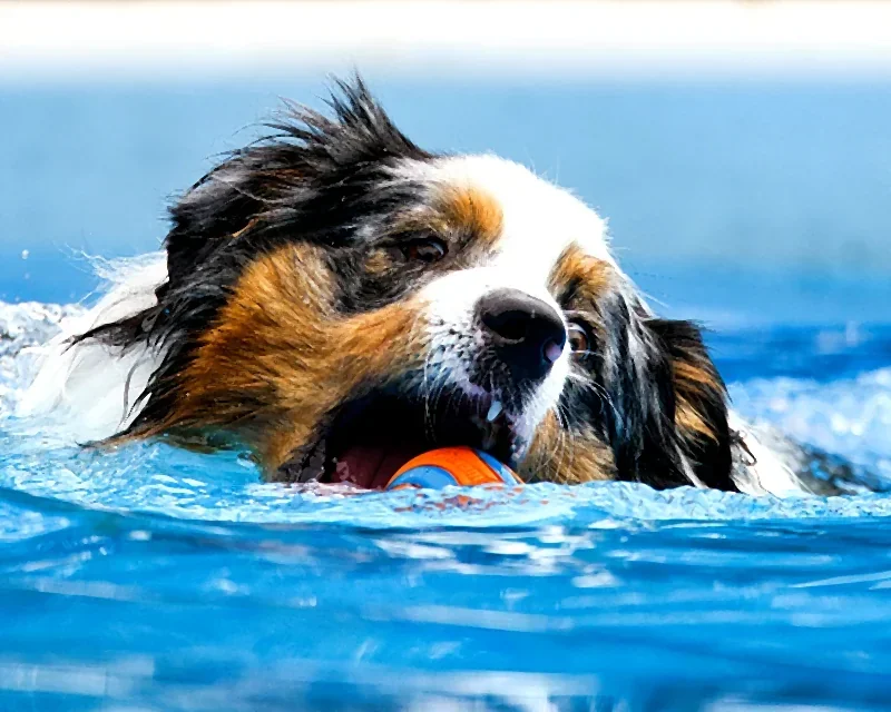 Tricolour Australian shepherd swimming in a bright blue pool with an orange ball