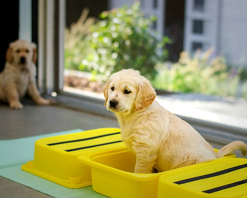 Golden retriever puppy sitting on yellow training steps