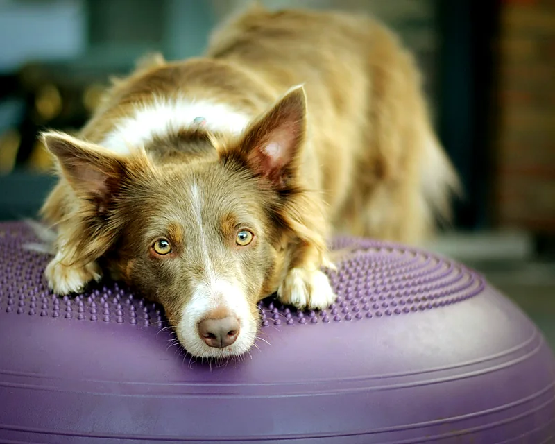 Border collie resting its chin on a purple balance disc during a physio session