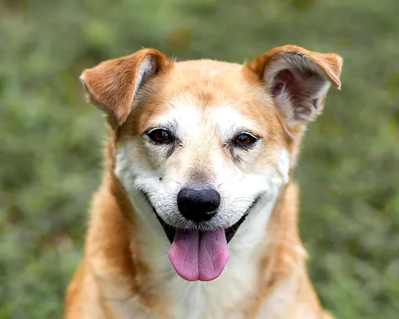 Smiling senior dog with a grey muzzle sitting on green grass