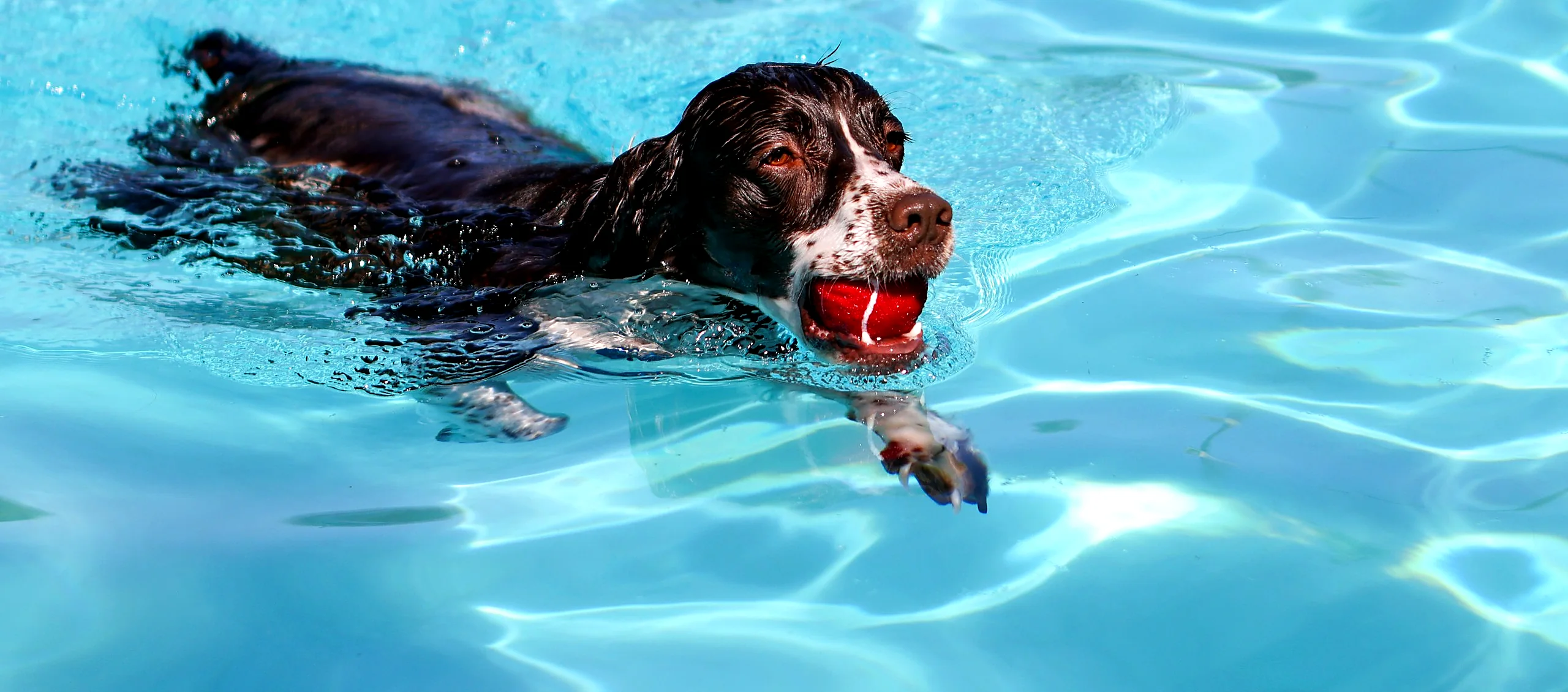 A happy spaniel swimming across a bright blue pool with a red ball in its mouth