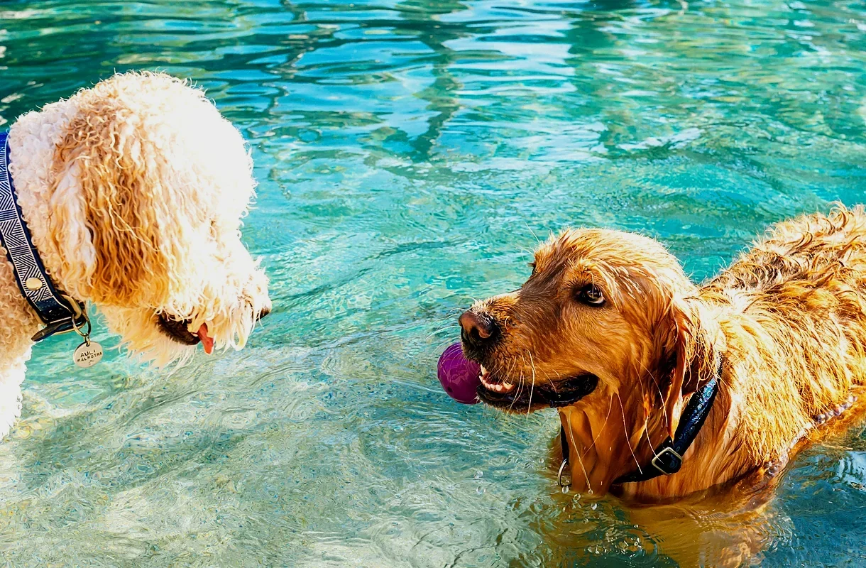 A golden retriever and a doodle playing with a pink ball in a sunny pool