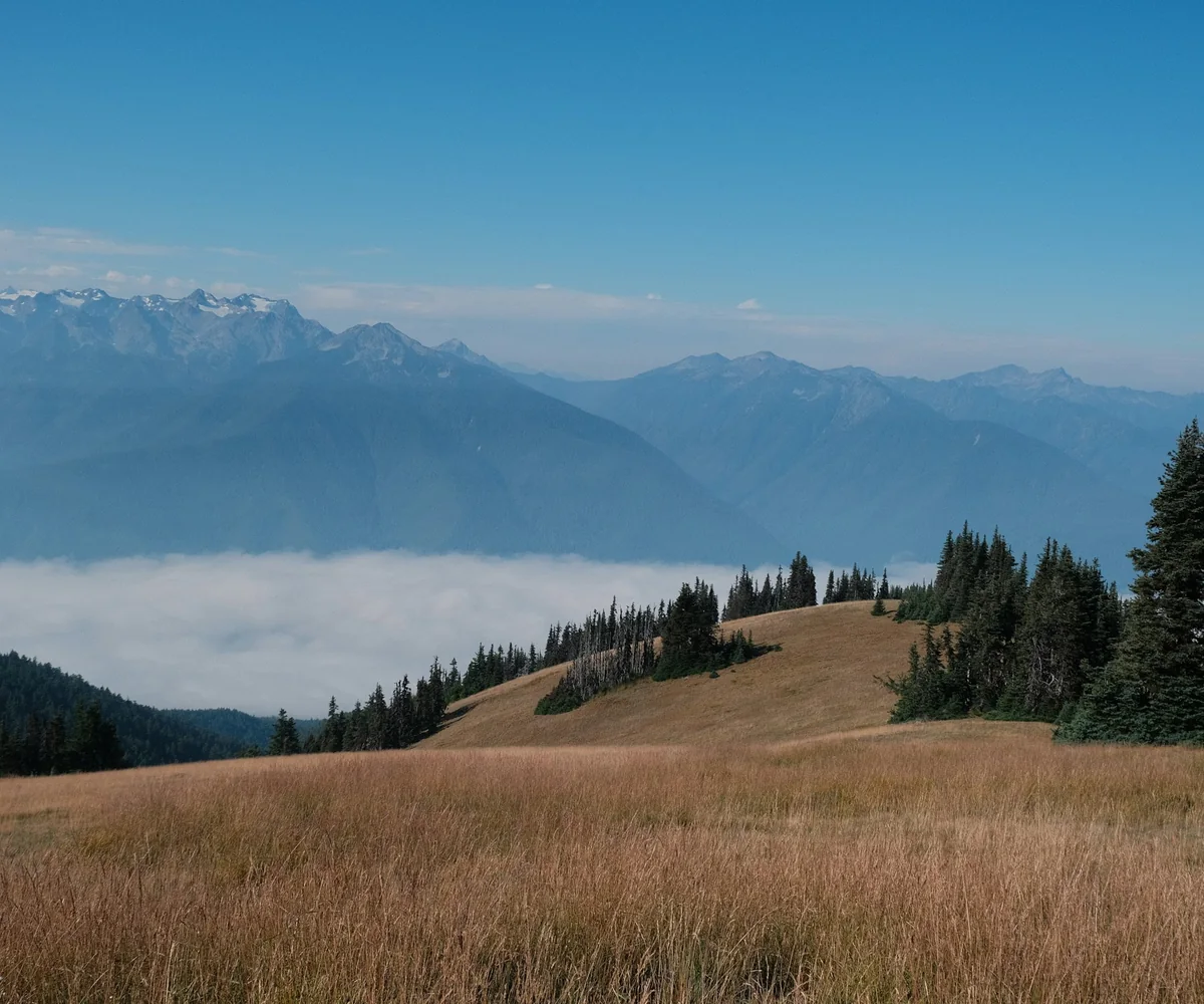 A golden grass meadow with pines on a ridge above a sea of cloud and blue mountains