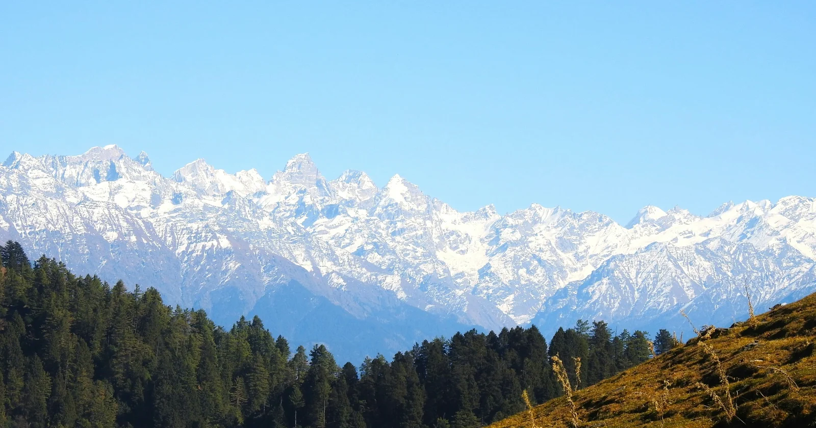 A jagged snow range under a clear blue sky above a dark pine ridge and a sunlit golden slope