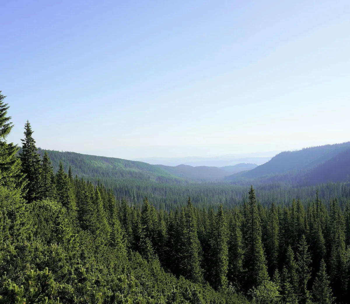 A pine forest valley running to the horizon under a clear blue sky